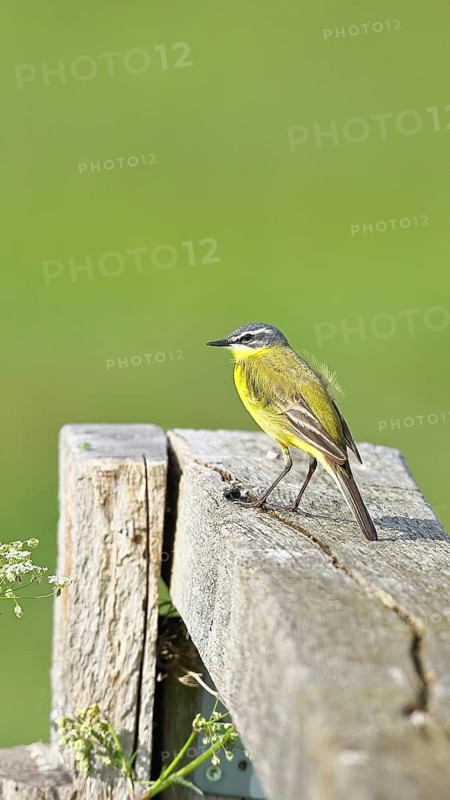 Yellow wagtail (Motacilla flava), on a pasture fence post, Dümmer, Lake Dümmer, Ochsenmoor, Hüde, Lower Saxony, Germany