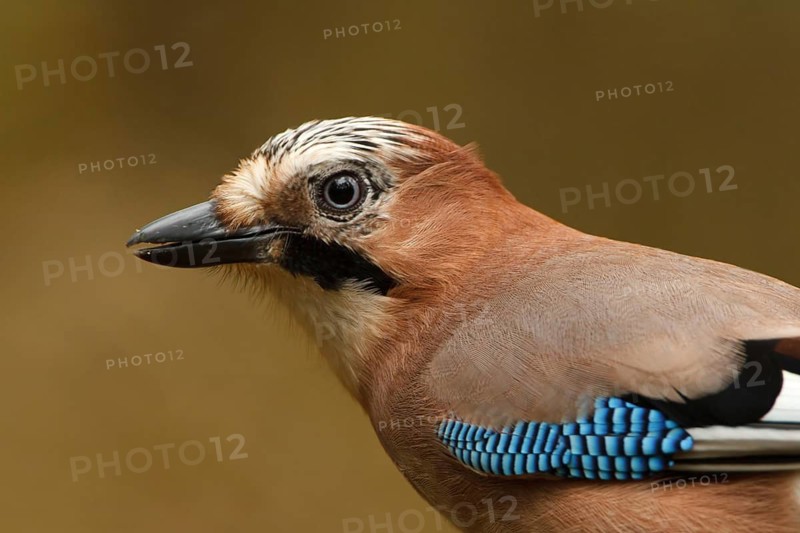 Eurasian Jay (Garrulus glandarius), Utrecht, Netherlands