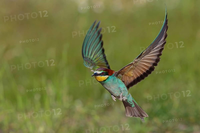 Bee-eater, (Merops apiaster), flight photo, Tiszaalpár, Kiskunsági National Park, Bács-Kiskun, Hungary