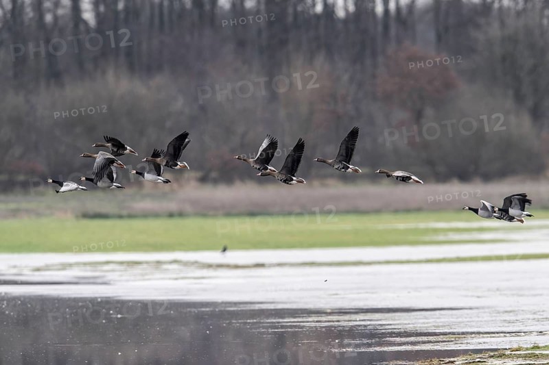 White-fronted Geese (Anser albifrons) and White-fronted Geese (Branta leucopsis), Emsland, Lower Saxony, Germany