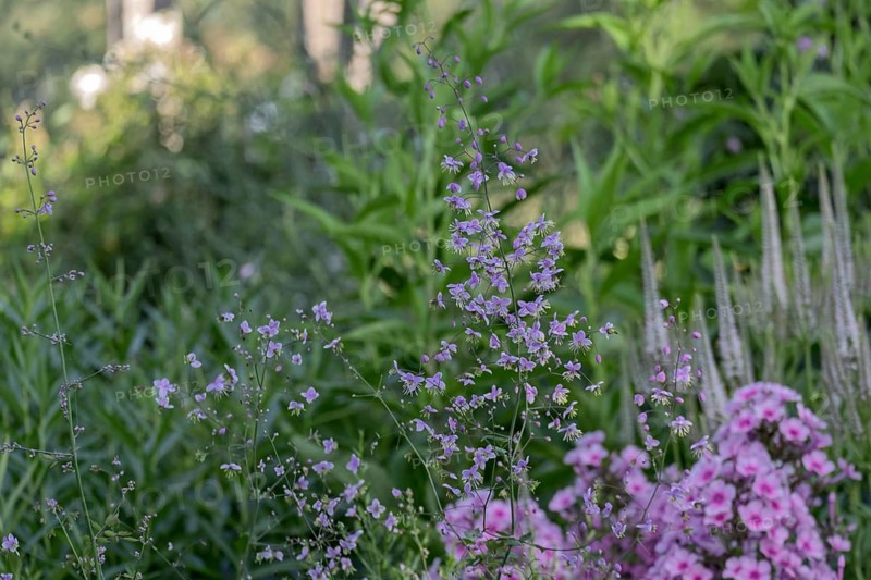 Meadow rue (Thalictrum), Netherlands