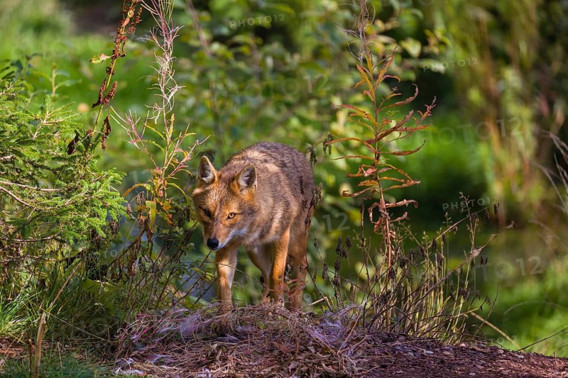 One golden jackal (Canis aureus) walks at a forest edge