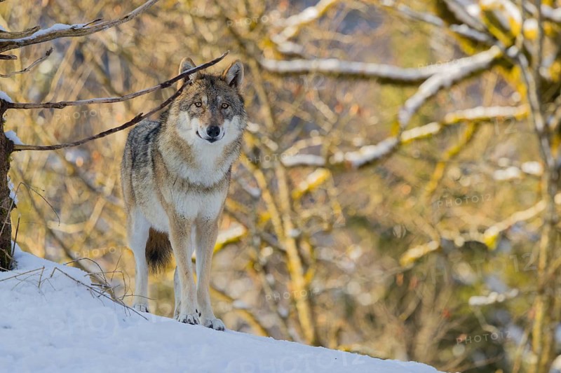 A young grey wolf (Canis lupus lupus) stands on a sloping, snow-covered meadow at the edge of a forest on a cold, sunny day