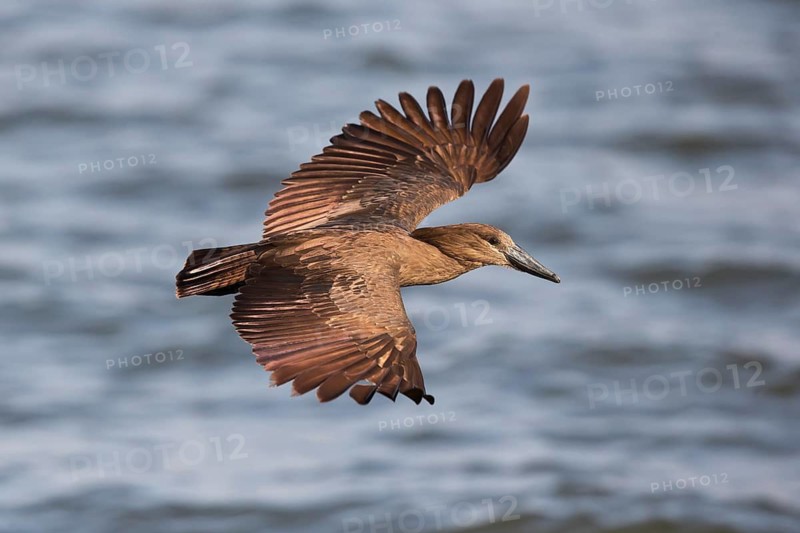 Hamerkop (Scopus umbretta) flying, Lake Awasa, Ethiopia