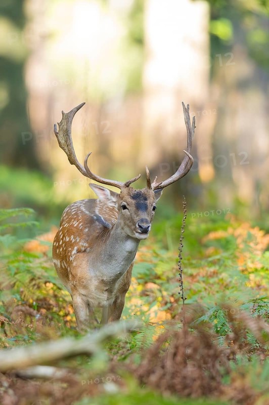 European fallow deer (Dama dama) buck in a forest, Hesse, Germany