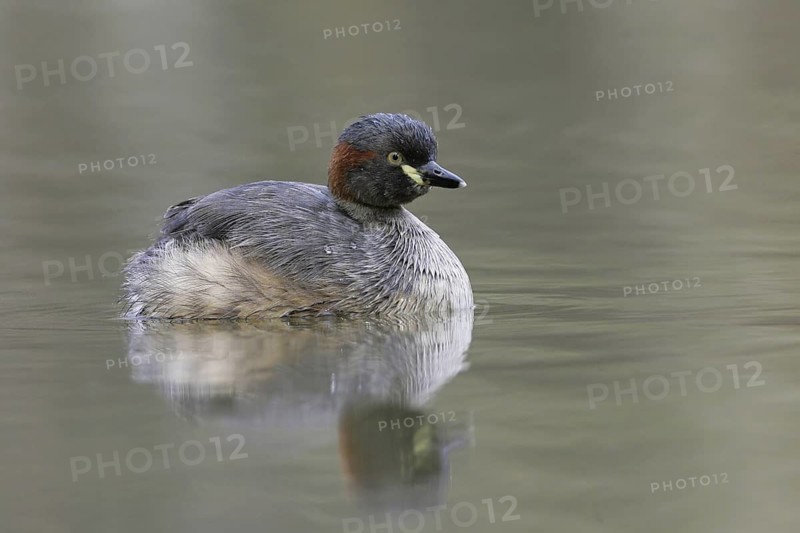 Australasian Grebe (Tachybaptus novaehollandiae), Victoria, Australia