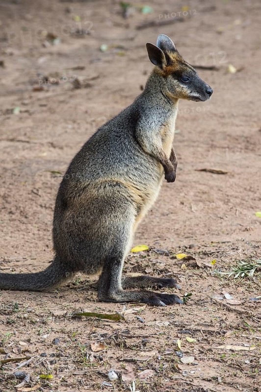 Kangaroo (macropods), Lone Pine sanctuary, Brisbane, Queensland, Australia