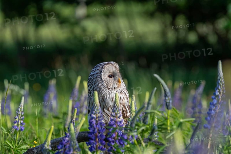 One Ural owl (Strix uralensis) sitting on a branch lying in a field of flowering lupines in late evening light