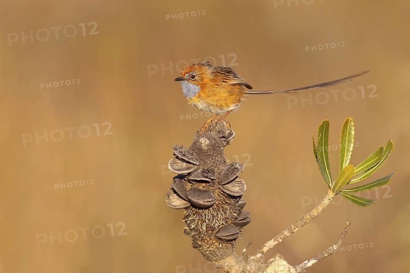 Southern Emu-wren (Stipiturus malachurus), New South Wales, Australia