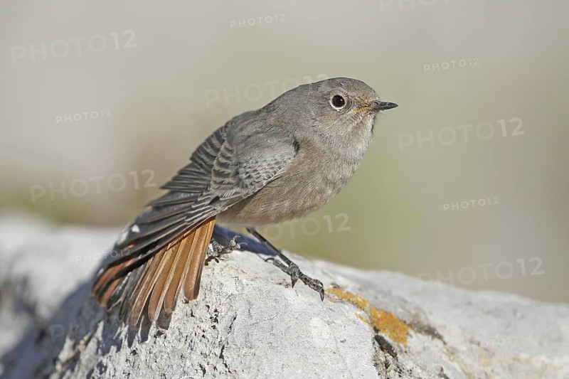 Black Redstart (Phoenicurus ochruros) juvenile, St. Gallen, Switzerland