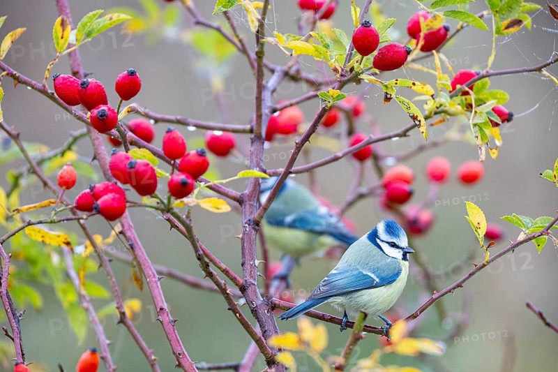 Blue tit (Parus caeruleus) Germany