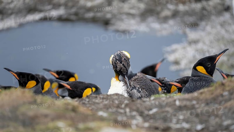 King penguins (Aptenodytes patagonicus), group of resting adults with an animal in moult, St. Andrews Bay, South Georgia, Subantarctica