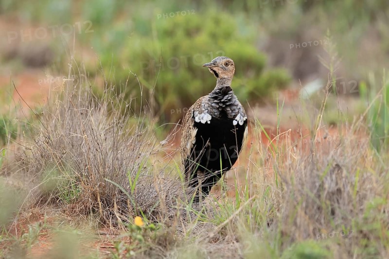 Red-crested Bustard (Lophotis ruficrista), adult, foraging, vigilant, Mokala National Park, South Africa