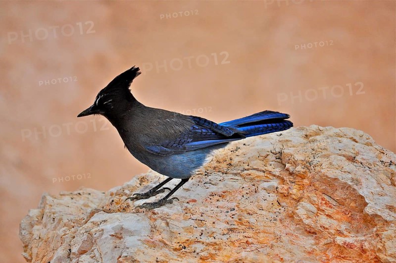 Diademed Jay (Cyanocitta stelleri)