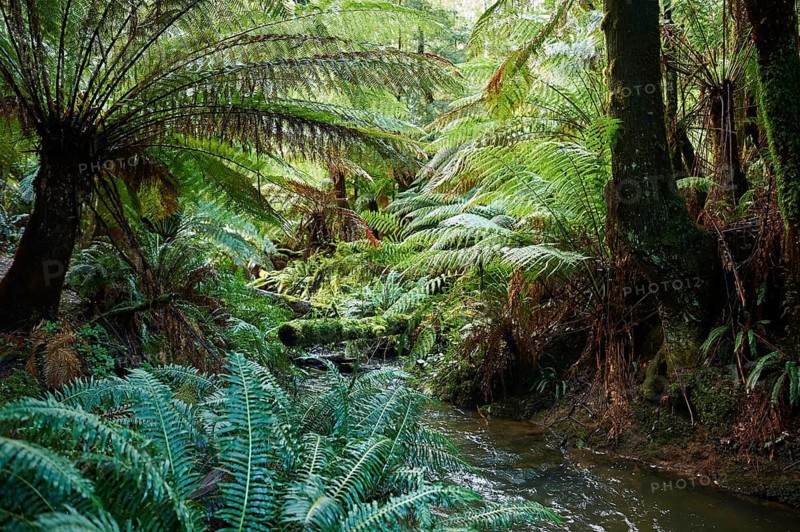 Nature landscape of the rainforest in the Great Otway National Park in spring, Australia