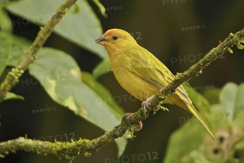 Saffron Finch (Sicalis flaveola) male, Ecuador