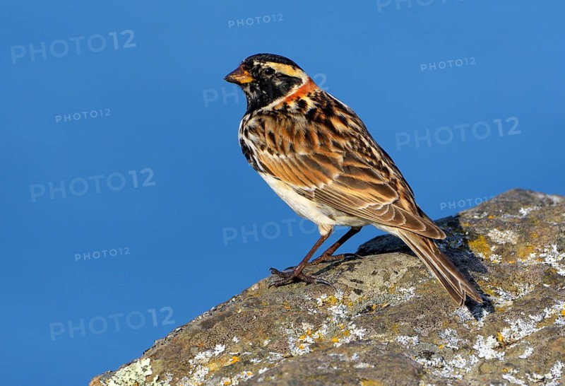Lapland Longspur (Calcarius lapponicus) Vcitoria BC, Canada
