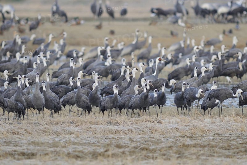 Hooded Crane (Grus monacha), Arasaki, Japan