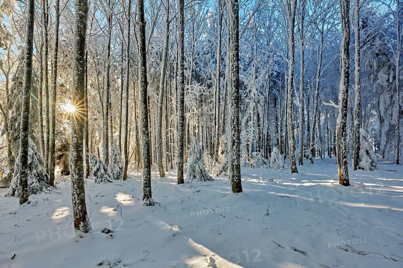 Sun shining through forest in snow and hoarfrost, Horben, Beinwil, Freiamt, Canton Aargau, Switzerland