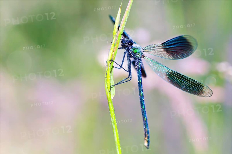 Animals, Insect, Insects, Dragonfly, Dragonflies, Banded demoiselle, (Calopteryx splendens), sits, stalk Lower Saxony, Federal Republic of Germany