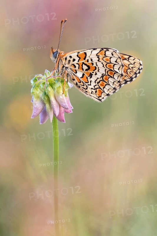 Flockenblumen Scheckenfalter (Melitaea phoebe)