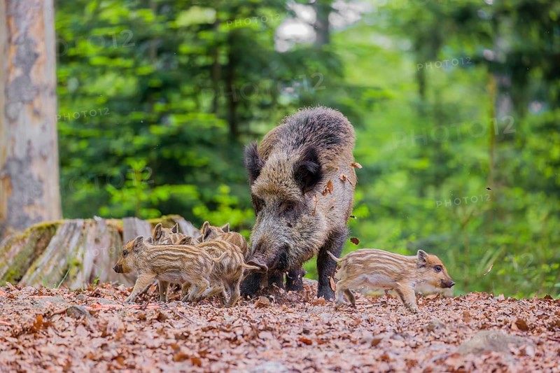 Wild boar (Sus scrofa), adults and piglets, forage for food on the forest floor