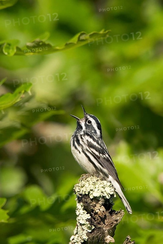 Black-and-white Warbler Mniotilta varia Tamarack, Aitkin County, Minnesota, USA 11 June Adult Male Paurilidae