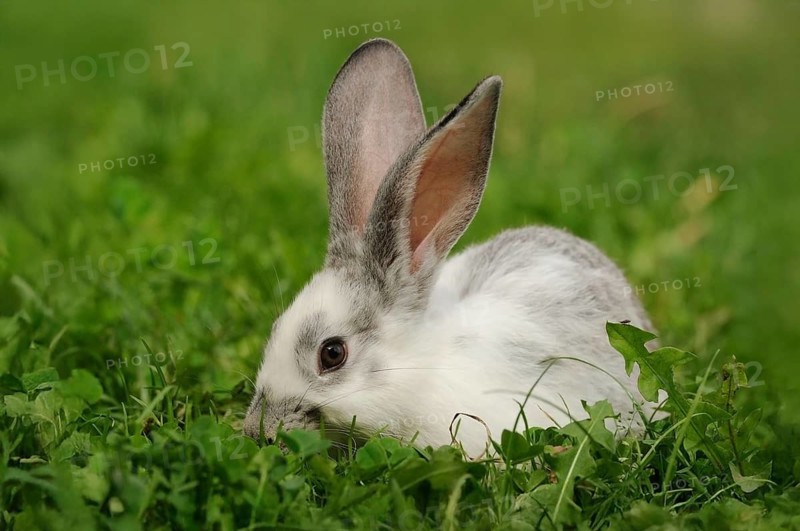 A white-grey hare sits in the lush grass, domestic rabbit (Oryctolagus cuniculus forma domestica), Bavaria