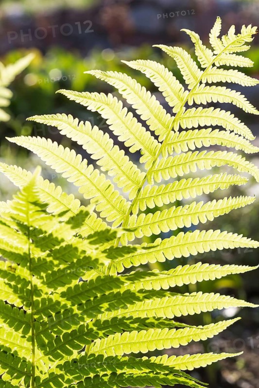 Bright green fern leaves in a botanical garden