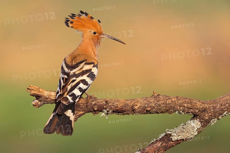Hoopoe, (Upupa epops), on perch, hoopoe family, formerly raptors, Hides de El Taray / Lesser Kestr, Villafranca de los Caballeros, Castilla La Mancha / Toledo, Spain