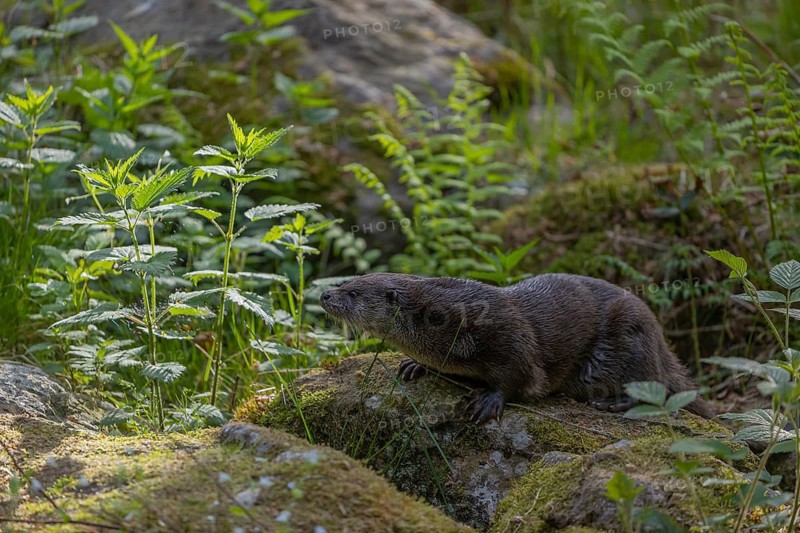 One Eurasian otter (Lutra lutra), walking over a mossy rock. Green vegetation and rocks around him