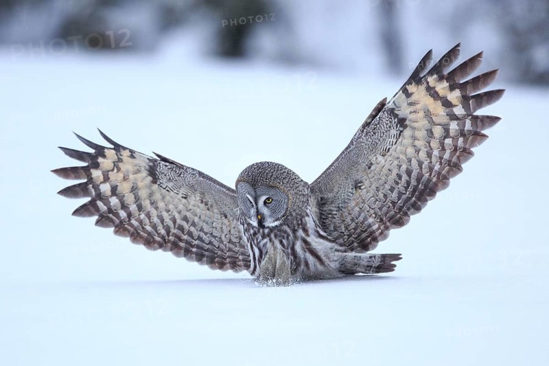 Great Grey Owl (Strix nebulosa) flying, Finland