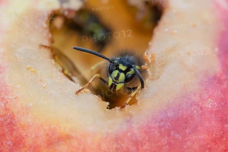 Common wasp (Vespula vulgaris) adult insect on fallen fruit in a garden in summer, England, United Kingdom