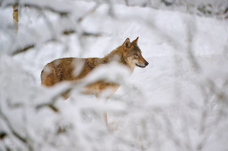 A wolf in a snow-covered forest looks attentively into the distance, Winter, Wolf (Canis lupus), Germany