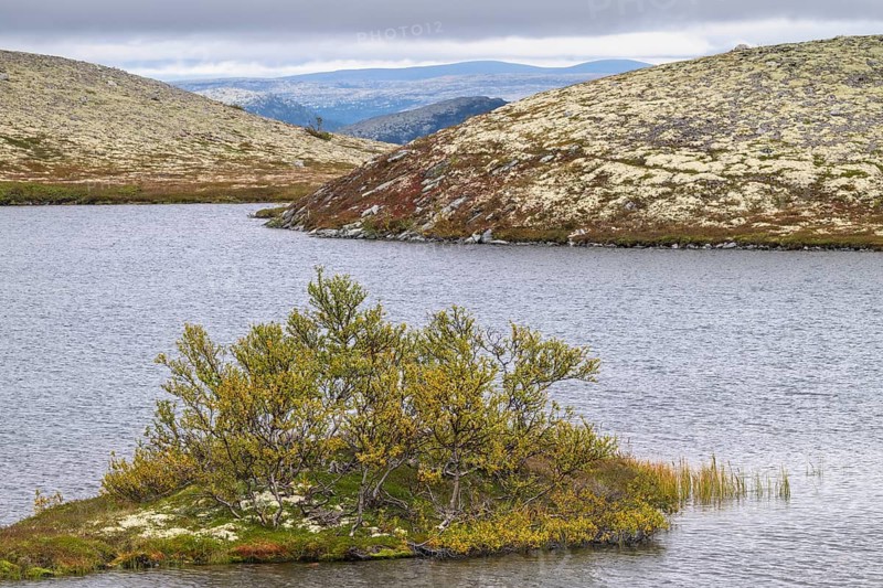 Mountain birches on an island in a mountain lake, Alvdal Vestfjell, Hedmark, Innlandet, Norway, September 2025
