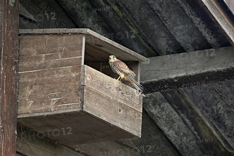 Kestrel (Falco tinnunculus), female sitting in nesting box, Switzerland
