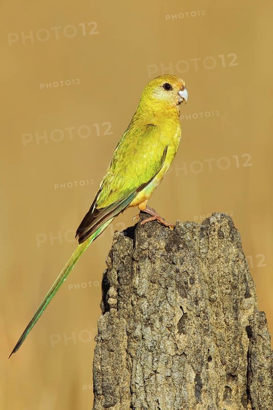 Golden-shouldered Parrot (Psephotellus chrysopterygius) female, Queensland, Australia