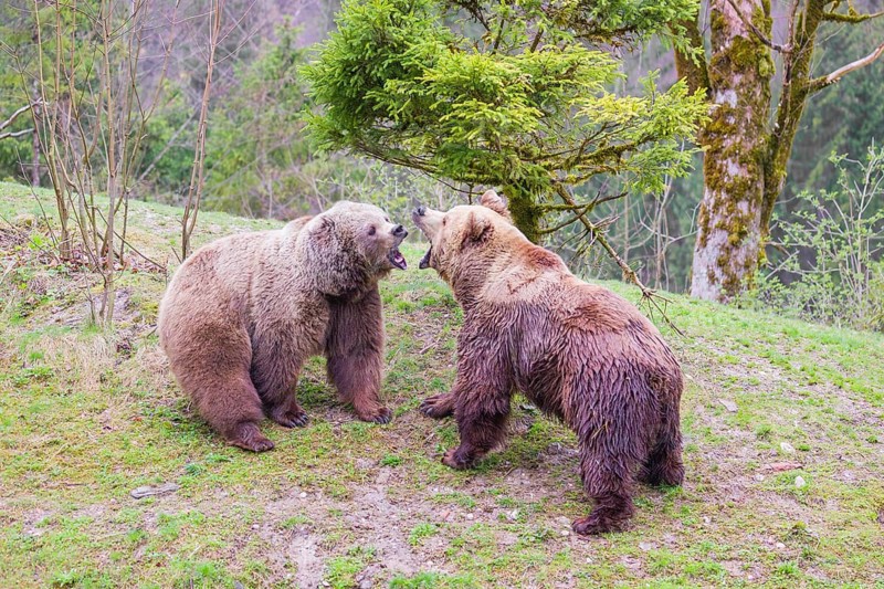 A female and a male eurasian brown bear (Ursus arctos arctos) meet each other the first time on a small ridge
