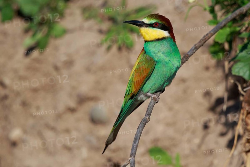 European Bee-eater (Merops apiaster) perched on a branch, Greece