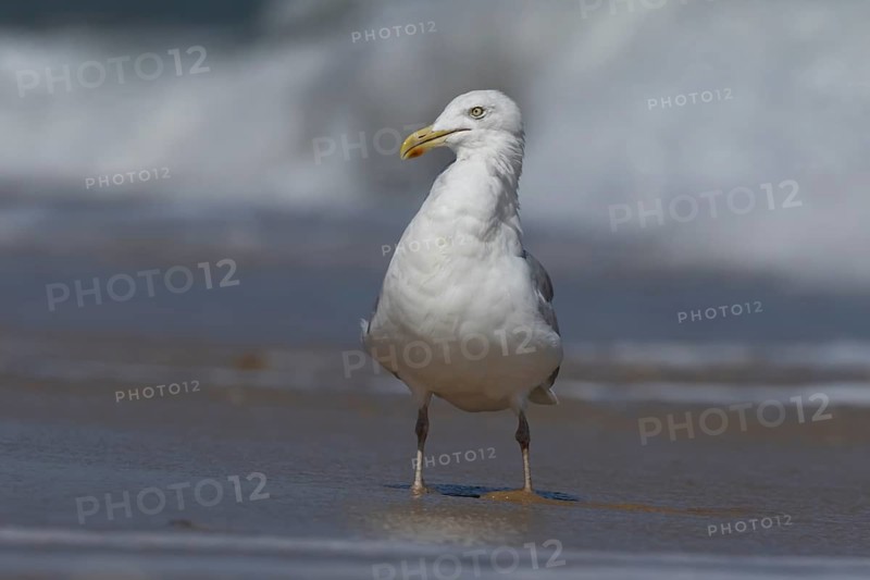 Herring gull (Larus argentatus) adult seagull bird on a seaside beach, England, United Kingdom