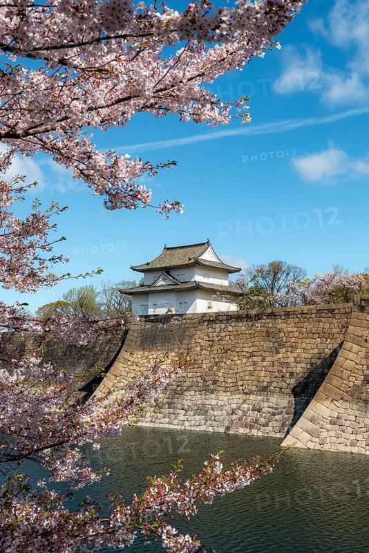 Watch tower at Osaka Castle Wall, blooming cherry trees in a moat park with water, Chuo-ku, Osaka, Japan
