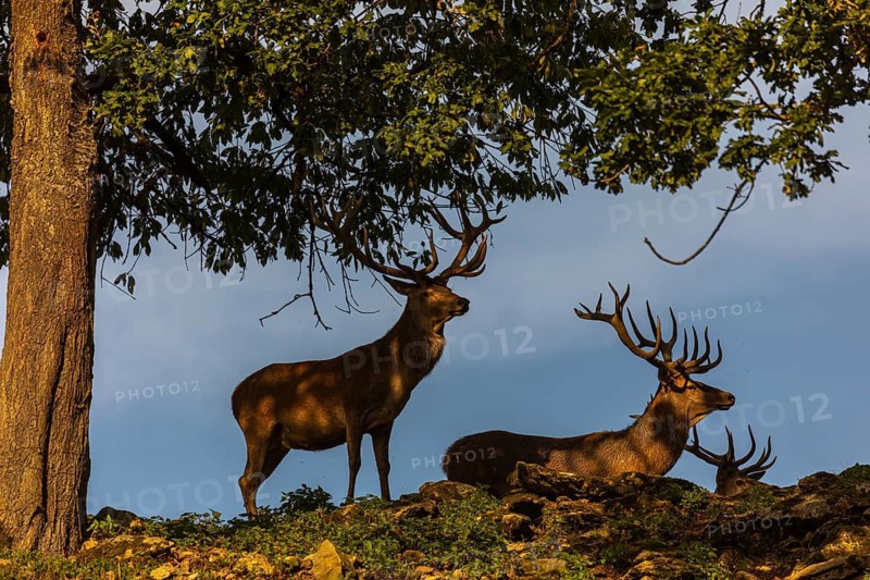 Two Red Deer stags (Cervus elaphus) standing on a meadow under a tree in evening light. Blue sky in the background