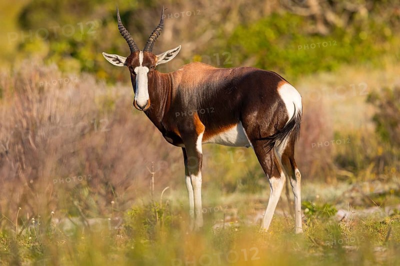 Bontebok, (Damaliscus pygargus), antelope, Table Mountain National Park Cape of Good Hope Nature Reserve, Cape Town, Western Cape, South Africa