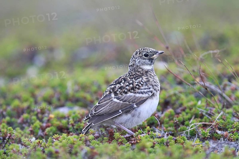 Horned Lark (Eremophila alpestris) juvenile, Varanger, Norway