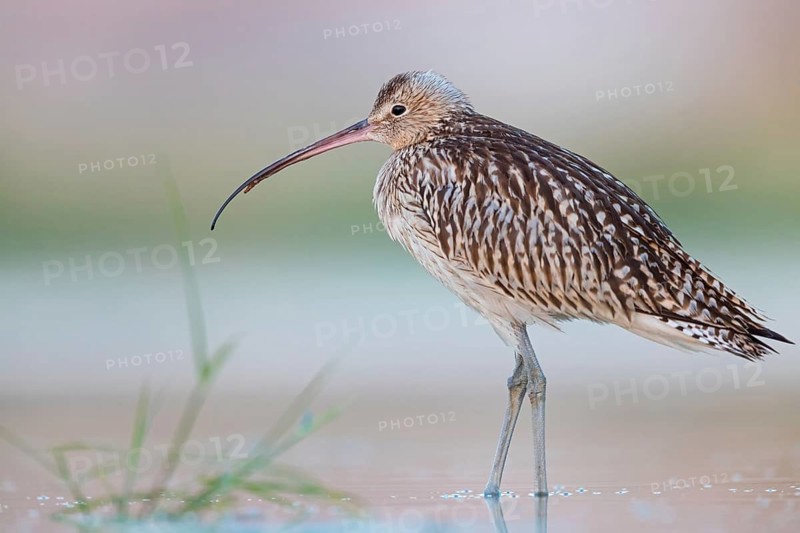 Eurasian curlew, curlew, (Numenius arquata), snipe family, biotope, habitat, food cue Salalah, Raysut, Dhofar, Oman