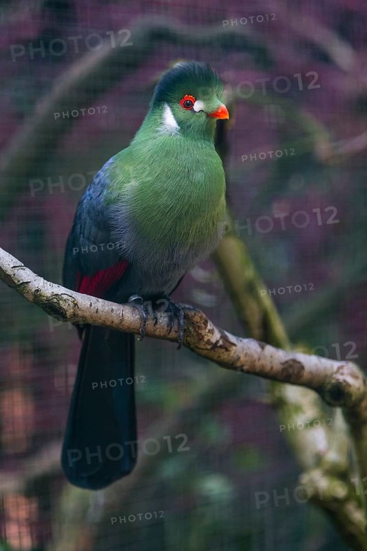 White-cheeked Turaco (Menelikornis leucotis), adult bird perched on a branch, native to Sudan, South Sudan, Ethiopia and Eritrea, captive, Germany