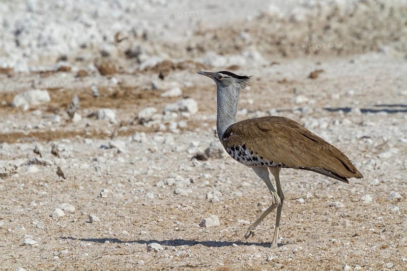 Giant bustard, Ardeotis koris, Africa's heaviest flying bird, Etosha National Park, Namibia