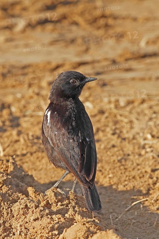 Sooty Chat (Myrmecocichla nigra) male, Masai Mara, Kenya