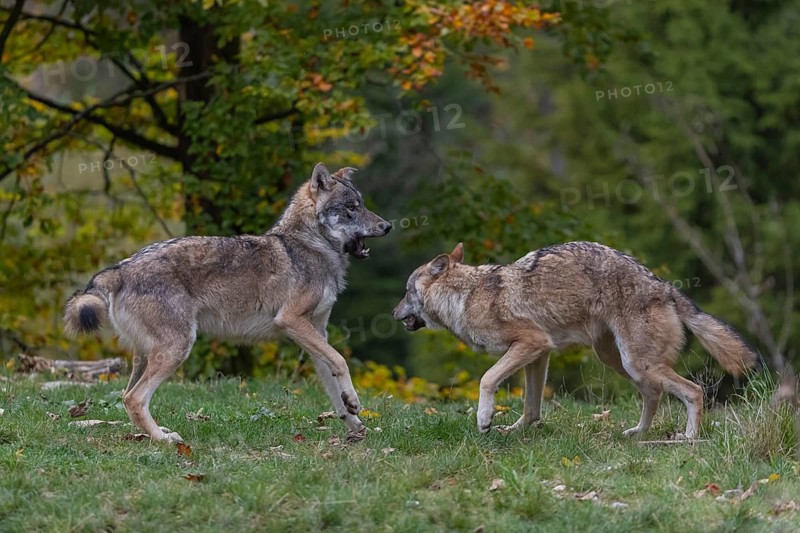 Two young adult eurasian gray wolf (Canis lupus lupus) playing with each other on a hill on green grass with a forest in fall colours in the background