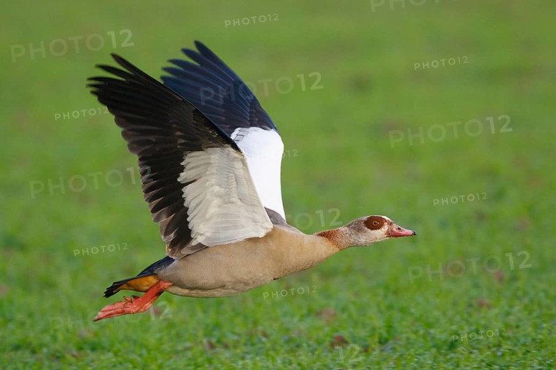 Egyptian Goose (Alopochen aegyptiaca) flying, North Rhine-Westphalia, Germany
